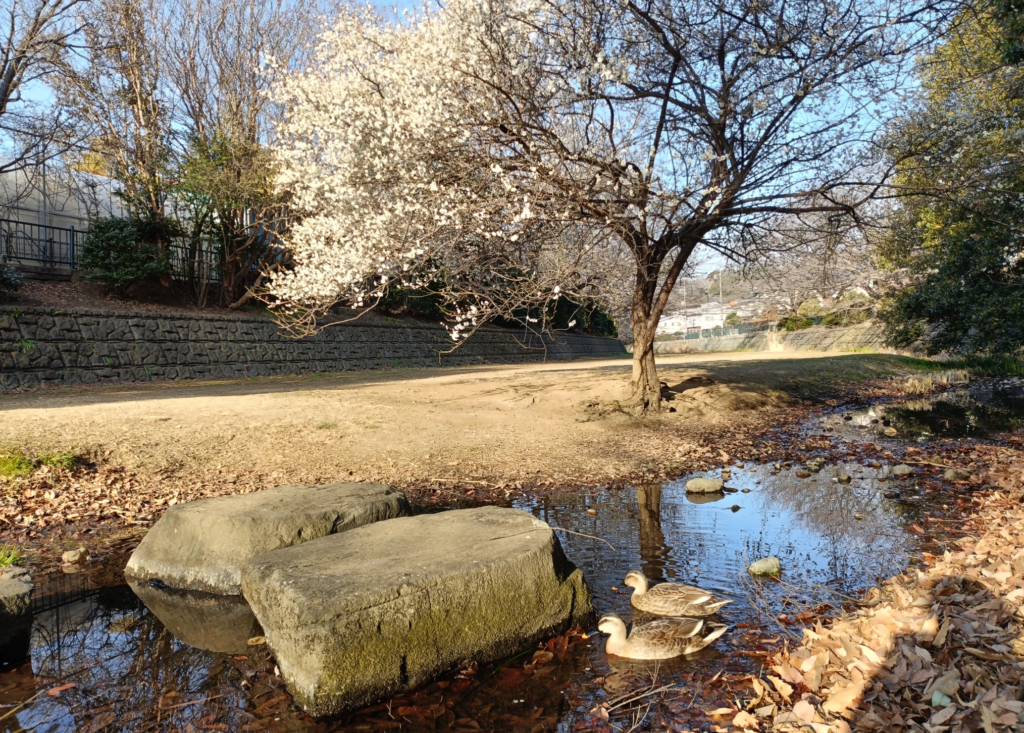 Plum Blossoms and Ducks by the Water